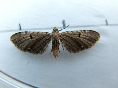 Wormwood Pug
